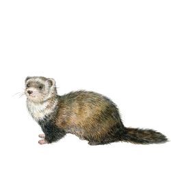 Ferret