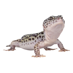 Gecko