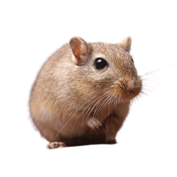 Gerbil