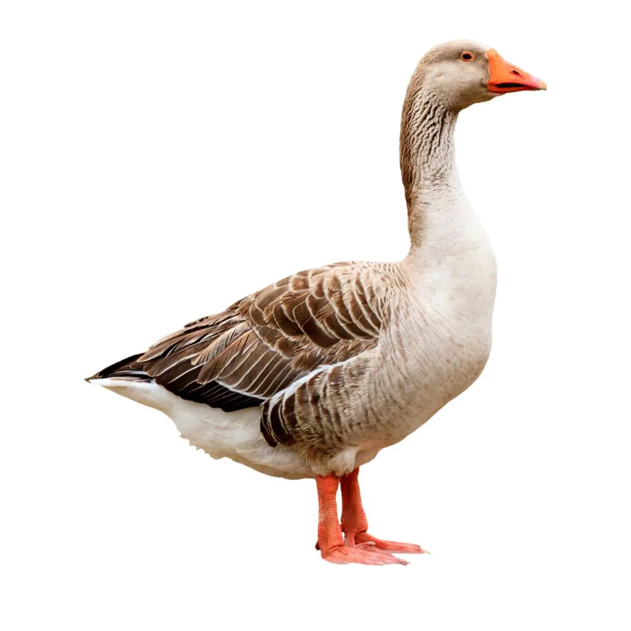 Goose