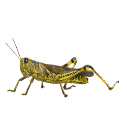 Grasshopper