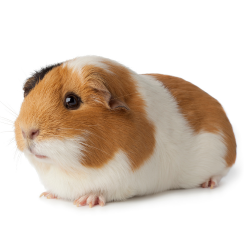 Guinea pig