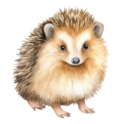 Hedgehog