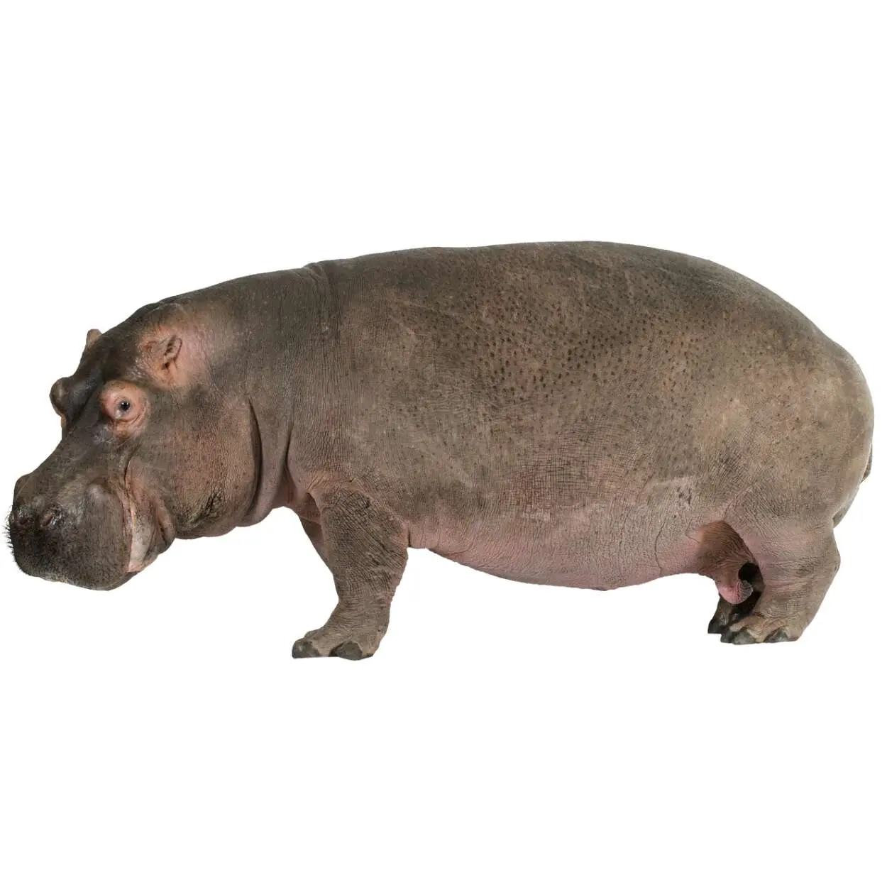 Hippopotamus