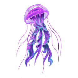 Jellyfish