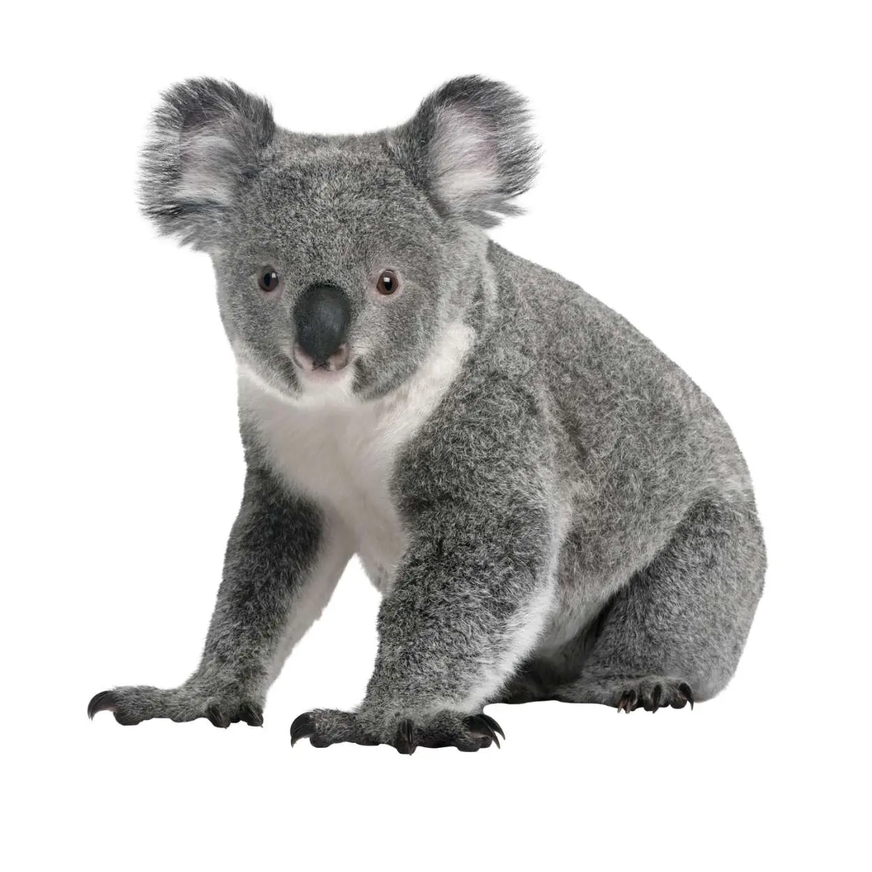 Koala