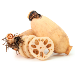 Lotus root