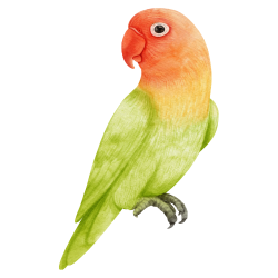 Lovebird