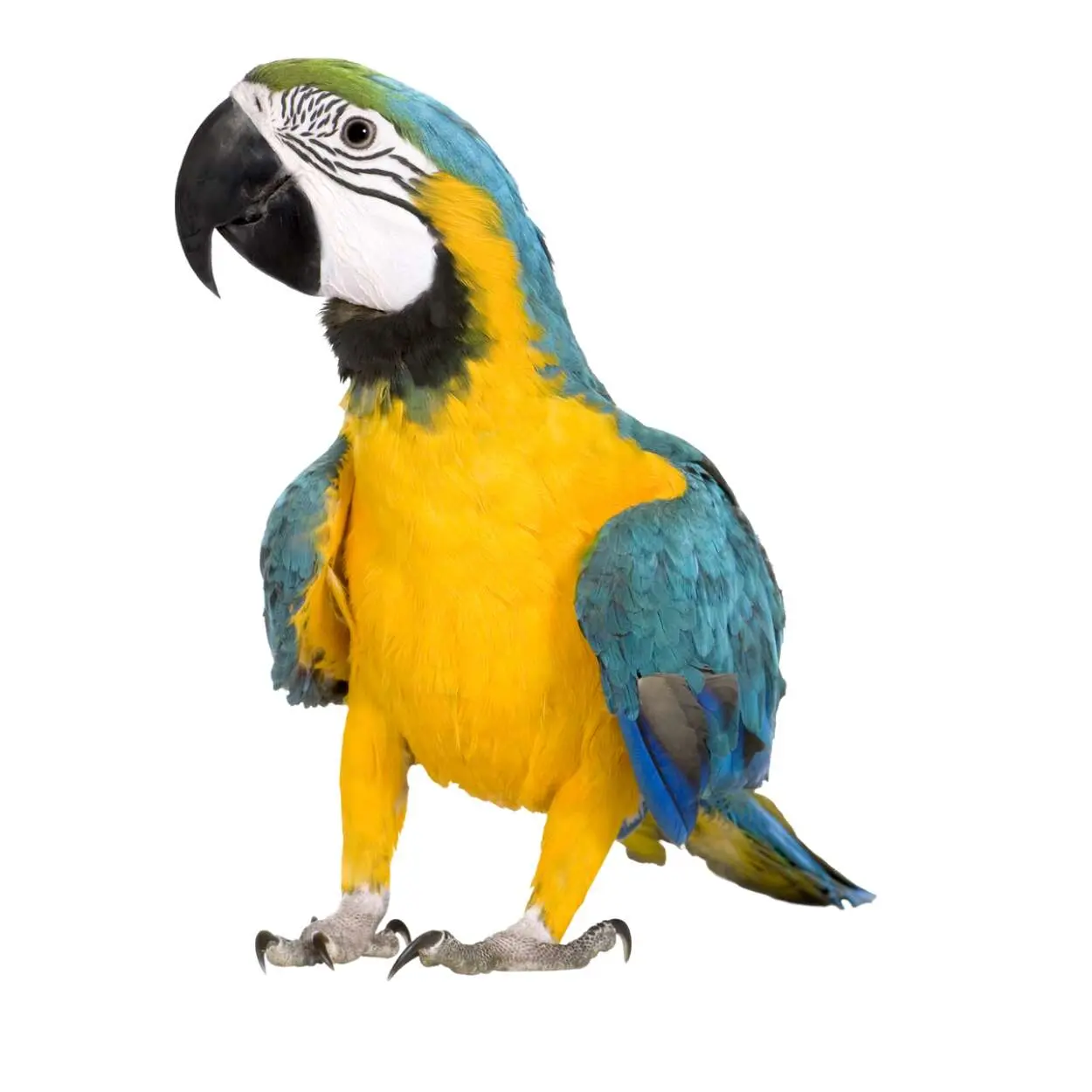 Macaw