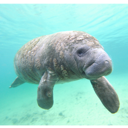 Manatee