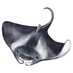 Manta ray