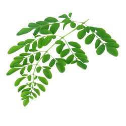 Moringa