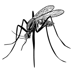 mosquito