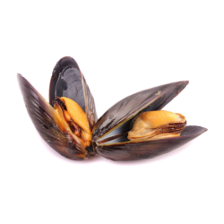 Mussel