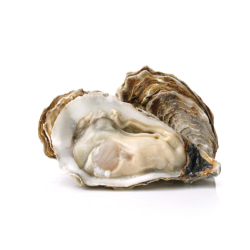 Oyster