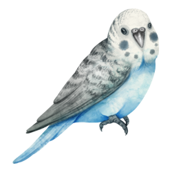 Parakeet