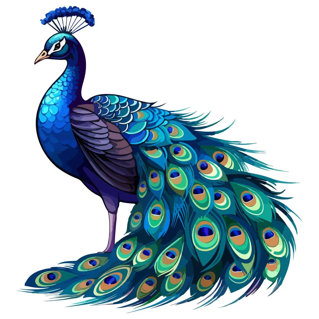 Peacock