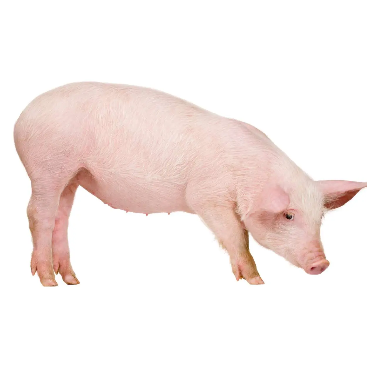 Pig