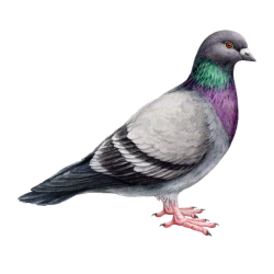 Pigeon