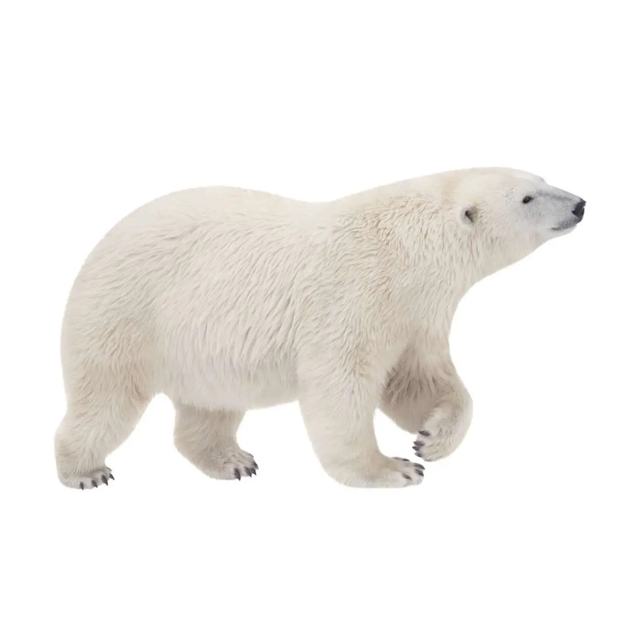 Polar bear