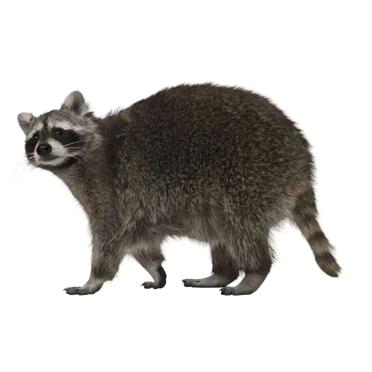 Raccoon