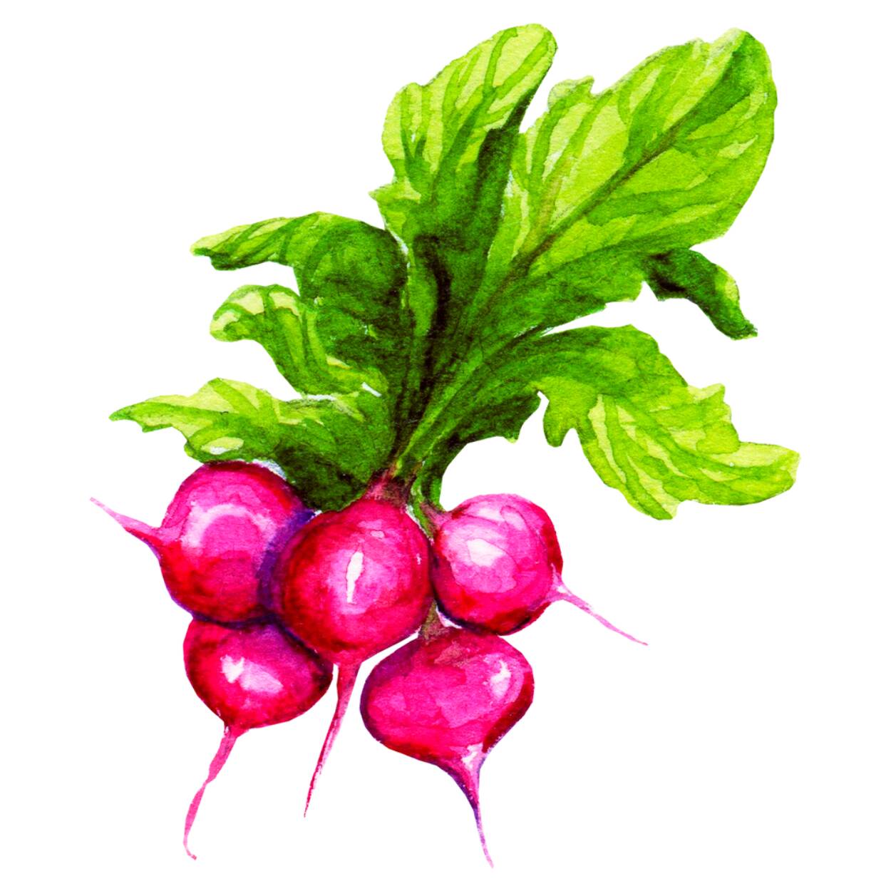 radishes