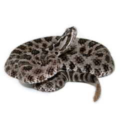 Rattlesnake