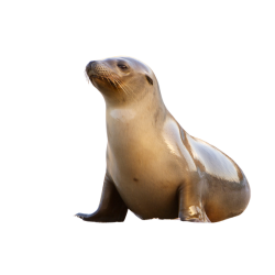 Sea lion