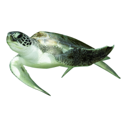 Sea turtle