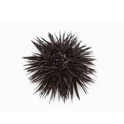 Sea urchin