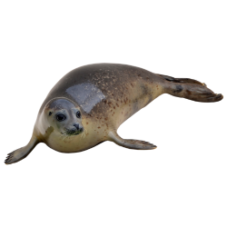 Seal