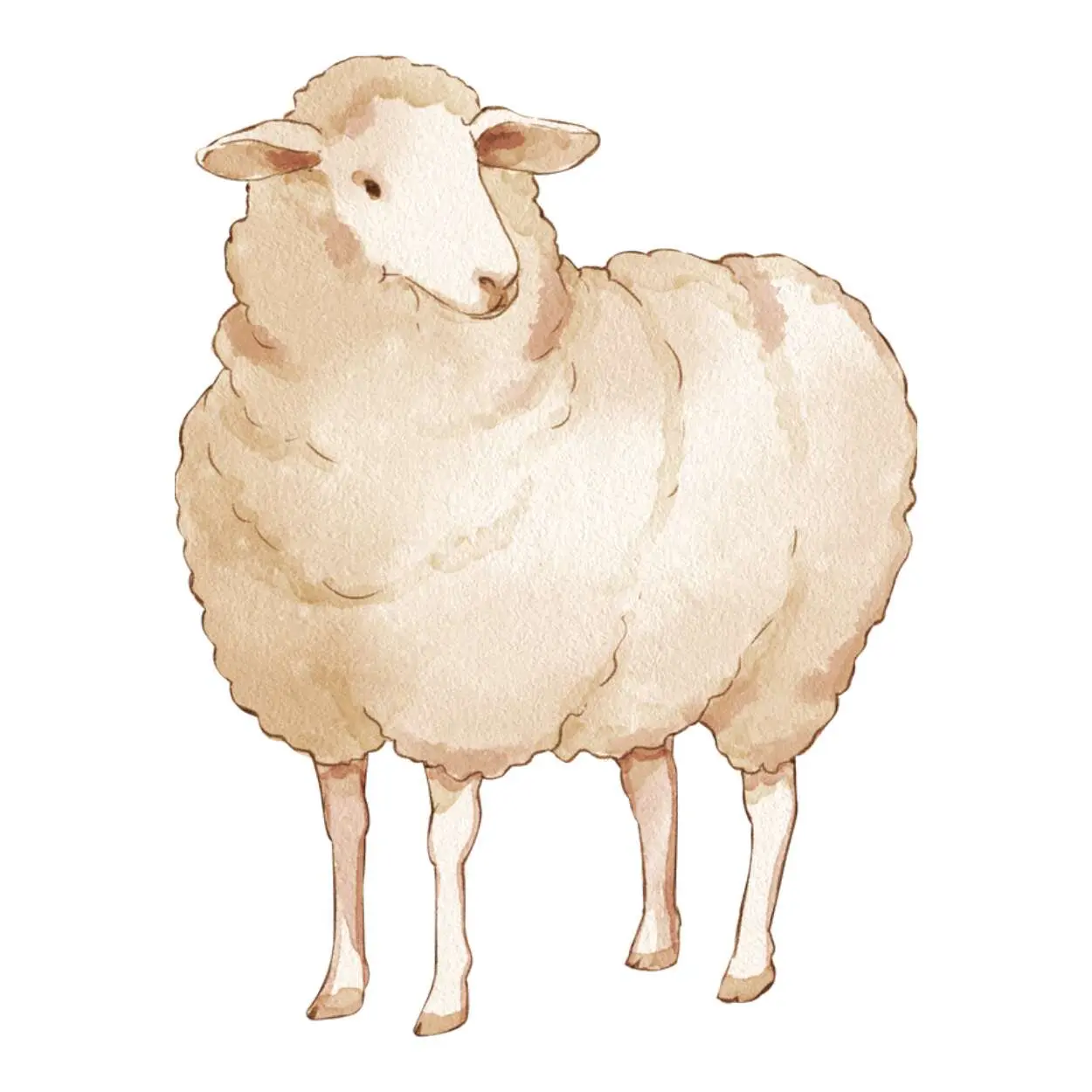 Sheep