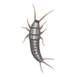 Silverfish