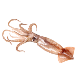 Squid