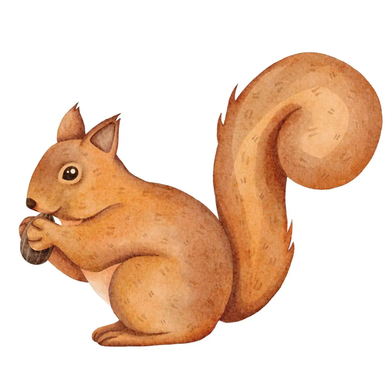 Squirrel