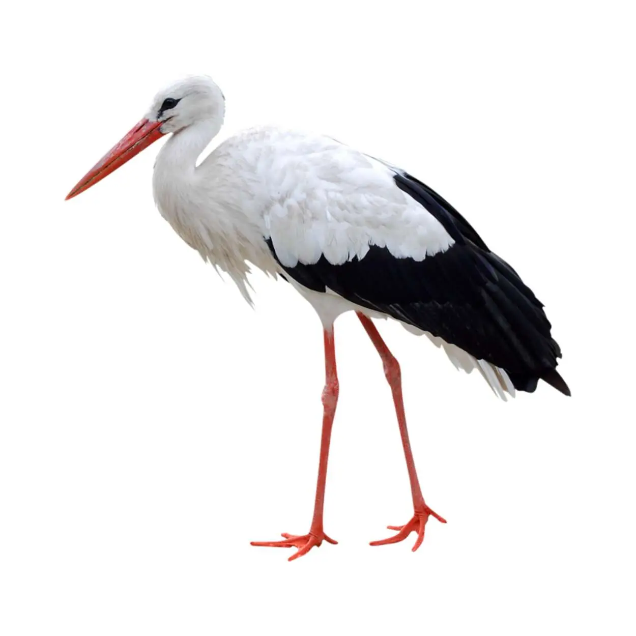 Stork