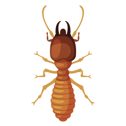 termite