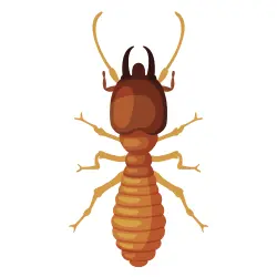 Termite