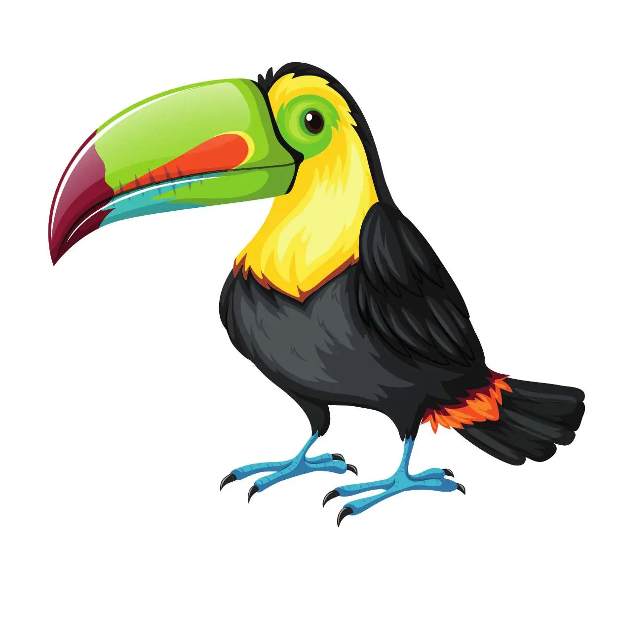 Toucan
