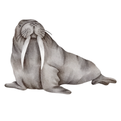 Walrus