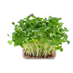 Watercress