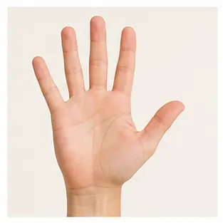 An open hand for English body part vocabulary learners.