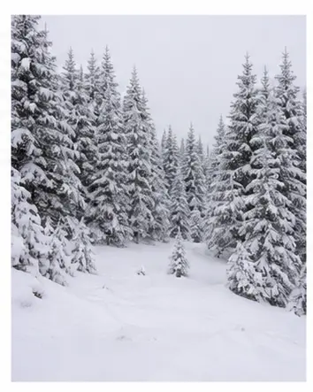 A snowy landscape for English weather vocabulary learners.