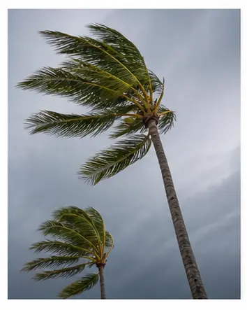 Trees bending in strong wind for English weather vocabulary learners.