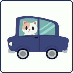 A cat inside a car