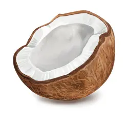 coconut