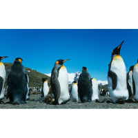 Collective nouns - Colony of penguins
