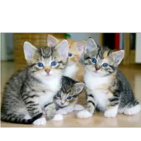 Collective nouns - Litter of cats