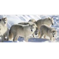 Collective nouns - Pack of wolves