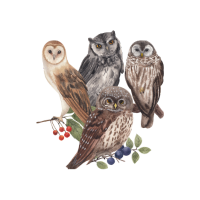 Collective nouns - Parliament-of-owls